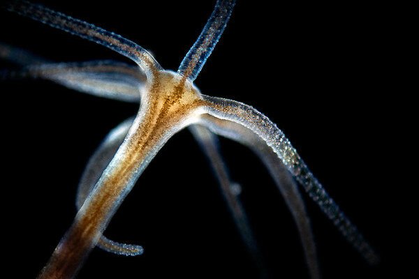 Kraken фейк сайт