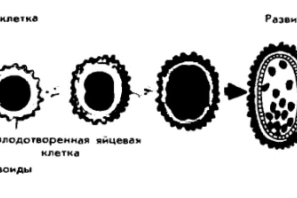 Кракен пх